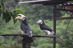 161222-kohphaluai-thailande-8-copier