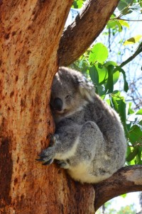 koala-3-copier