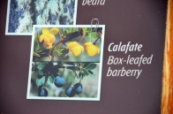 170325-ElCalafate-Argentine (134) (Copier)