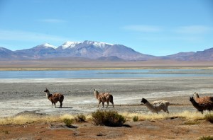 170508-SanPedroDeAtacama-Chili (119) (Copier)